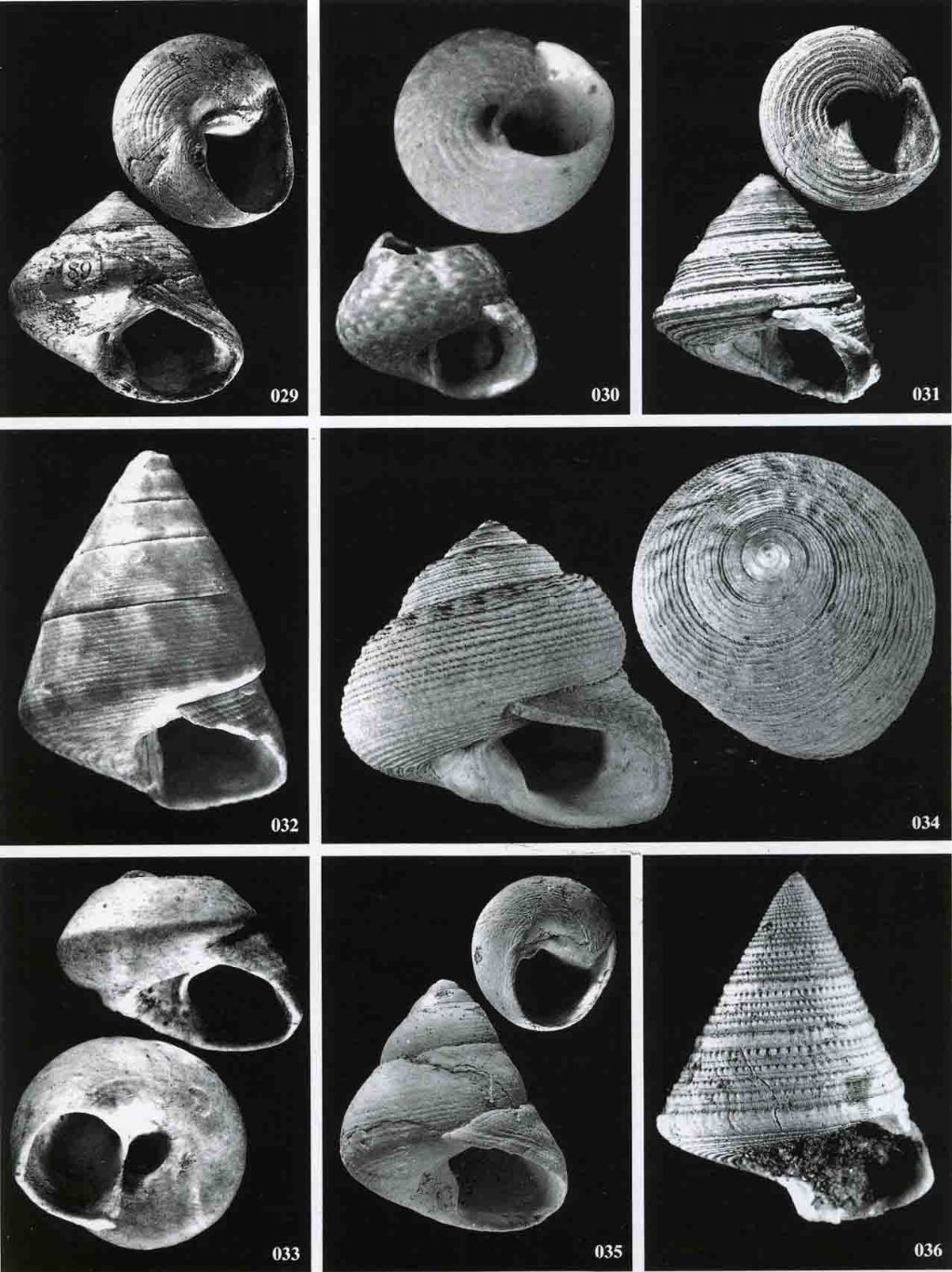 Aiuto classificazione famiglia Trochidae -2-